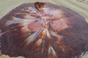 величезна медуза