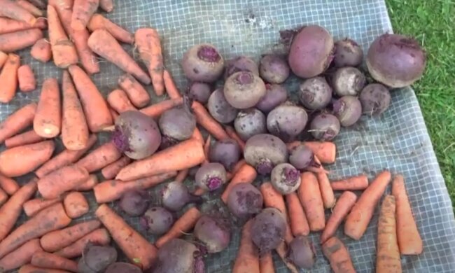 Буряк та морква