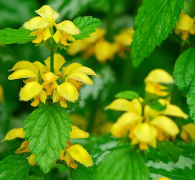 Желтый архангел