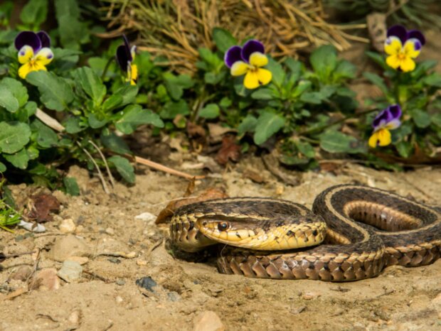 Гадюка, фото з вільних джерел