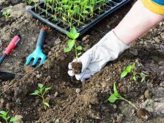 Огород, изображение из свободных источников