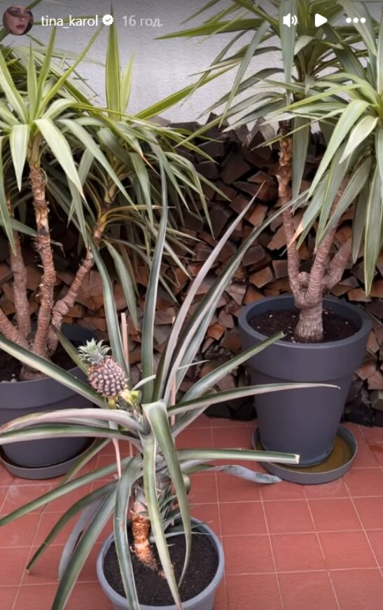 Скрин публикации Тины Кароль