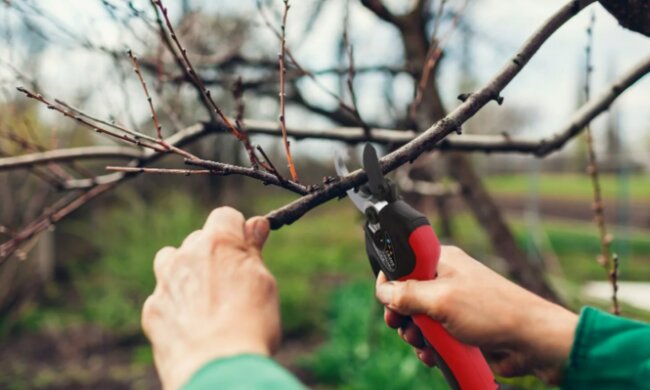 Обрізка дерев, кадр з відео