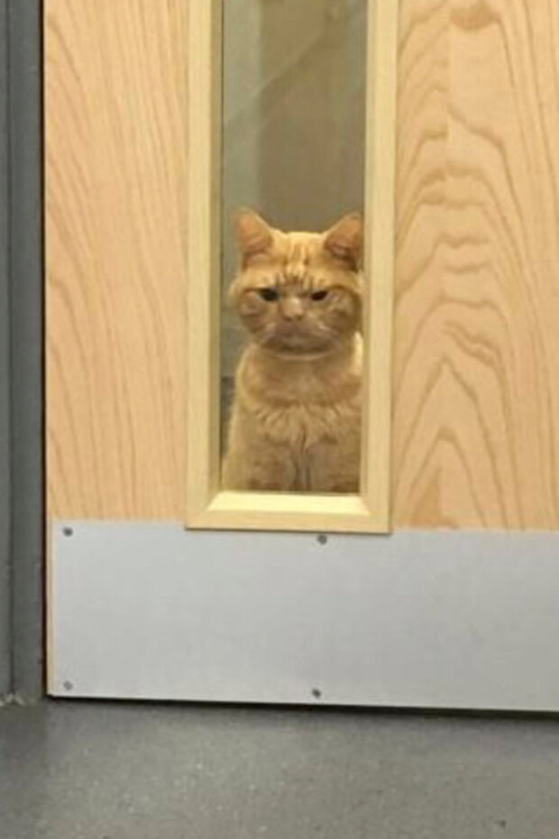 похмурі морди тварин