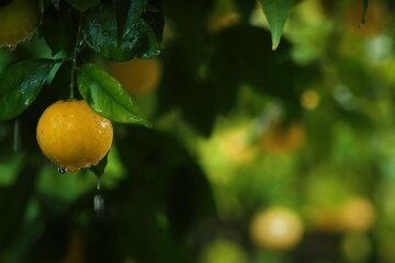 Погода