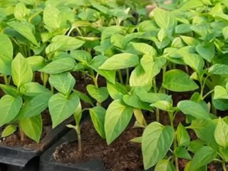 Розсада перцю