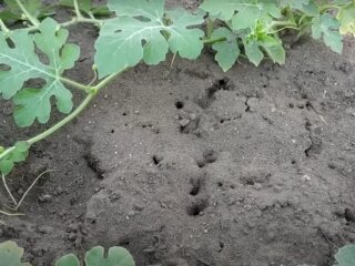 Мурахи на городі