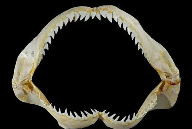 челюсти доисторической акулы