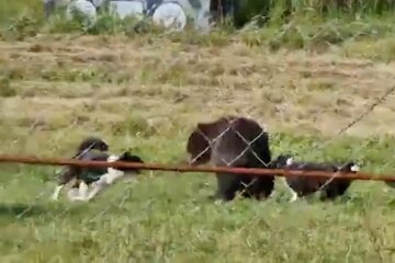 Прикованного цепями медведя затравили собаками