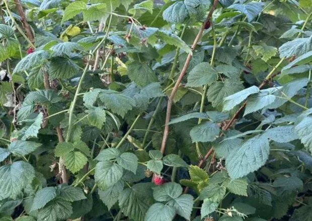 Малина, кадр из видео