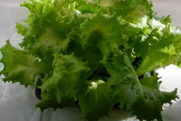 Урожай вас здивує: як виростити пишний салат прямо на підвіконні