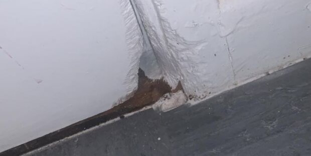 Фото вілли з щурами