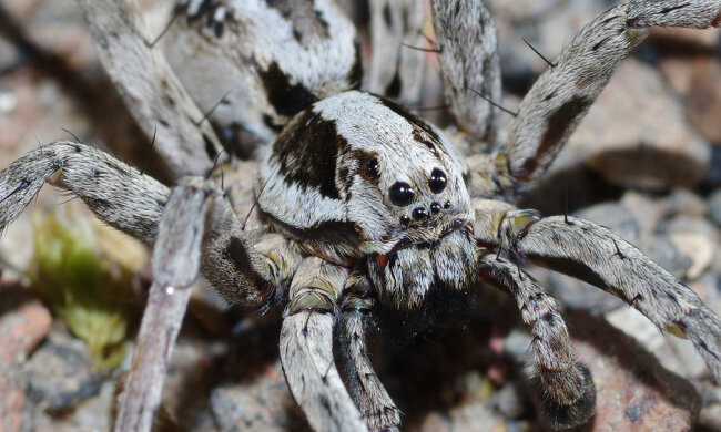 павук Great Fox