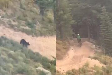 медведь гонится за велосипедистом