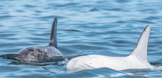 Фото білого дельфіна