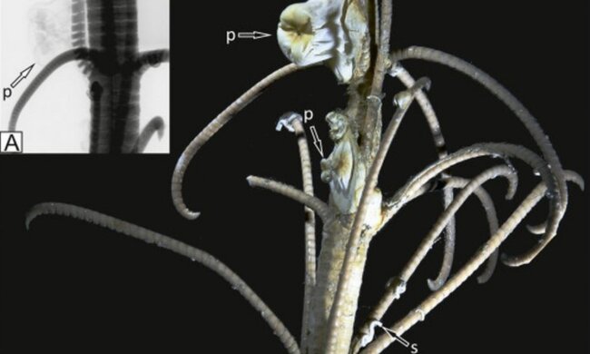 Окаменелость