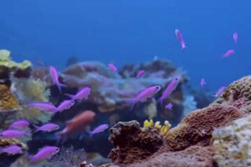 кораловий риф