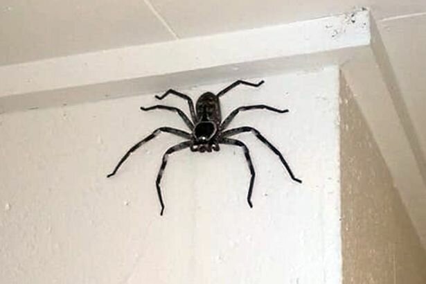 гігантський павук