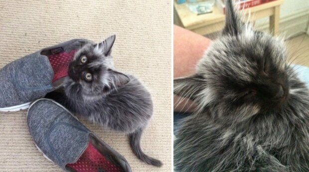 Кошеня "перевертень"