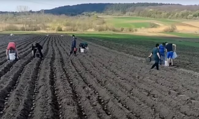 посадка картоплі на городі