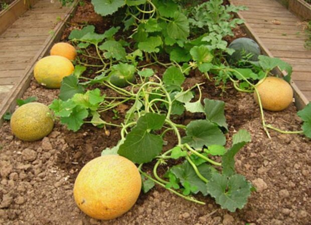 Дыня, кадр из видео