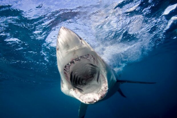 велика біла акула