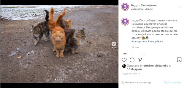 Скриншот из Instagram "Это Запорожье"