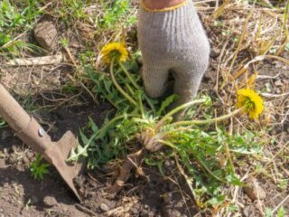 Кульбаби, кадр з відео