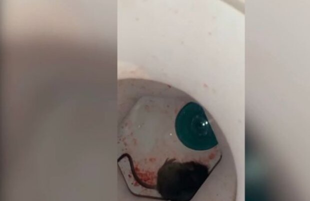 Фото вілли з щурами