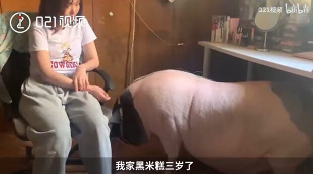 микросвинка оказалась огромной свиньей