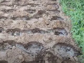 Ґрунт для болгарського перцю