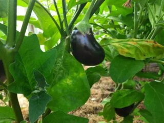 Баклажани, город, кадр з відео