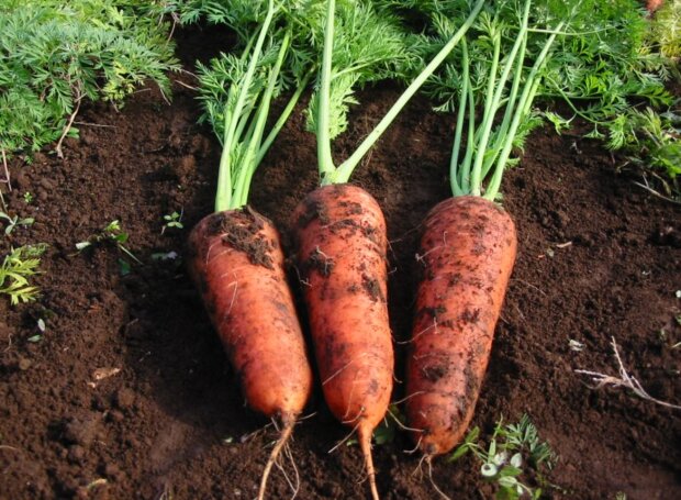 Морковь, фото из свободных источников