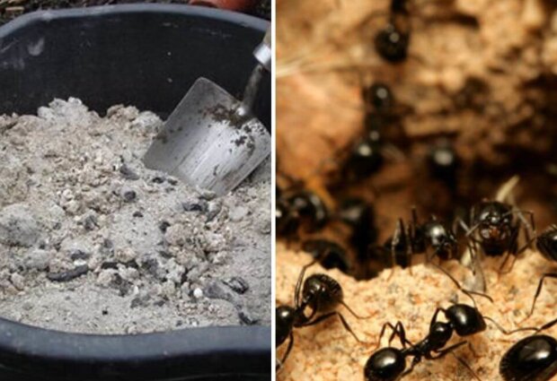 Мурахи на городі, зображення з вільних джерел