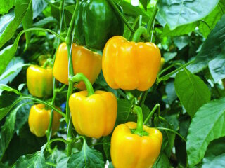 Болгарський перець