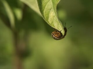 Колорадский жук