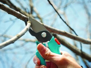 Сад, обрезка деревьев, кадр из видео