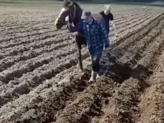 посадка картофеля на огороде