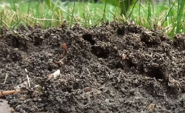 Как избавиться от муравейников на дачном участке или на огороде: проверенные методы