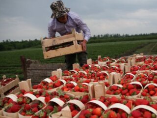 Клубника, изображение из свободных источников