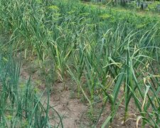 Чеснок, кадр из видео