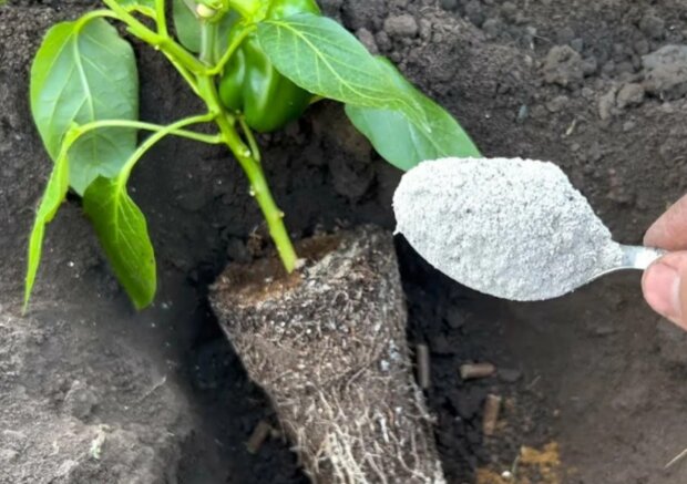 Посадка перцю, кадр з відео