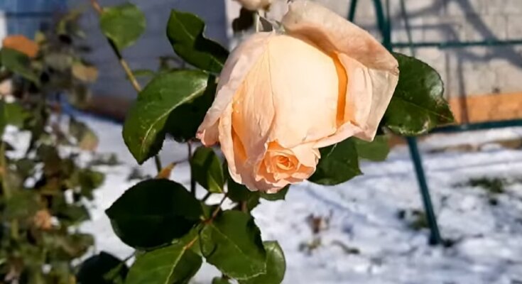 Погода, роза, весна