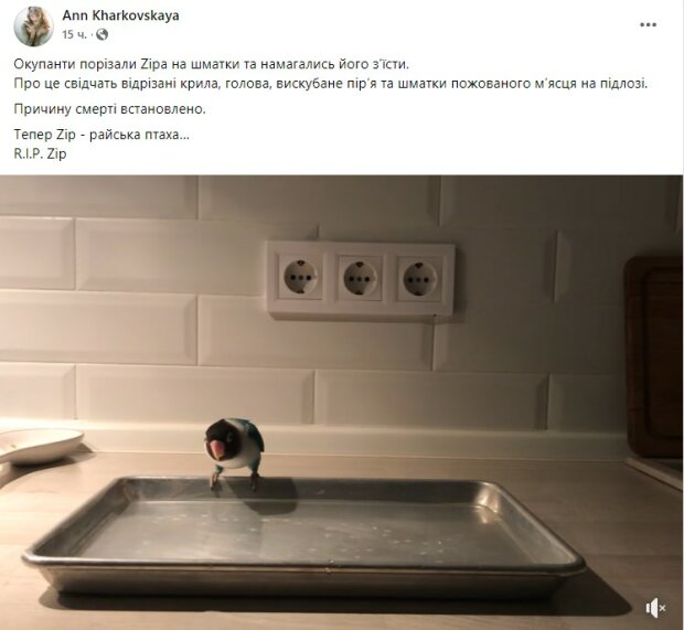 Окупанти порізали папугу Українки і намагалися його з'їсти