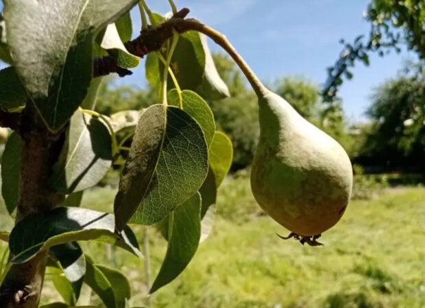 Груша, зображення з вільних джерел