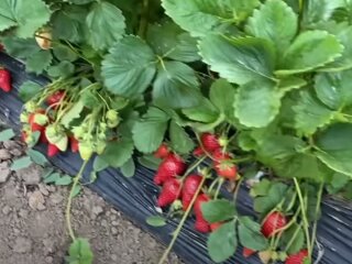 Урожай клубники