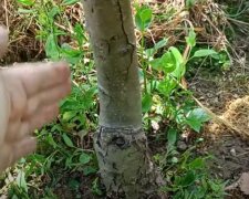 Мурахи атакують фруктові дерева