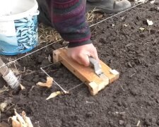 Посадка часнику та цибулі