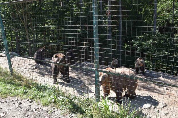 Реабілітацію на Закарпатті пройдуть два ведмеді