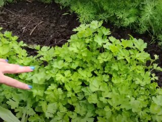 Урожай петрушки